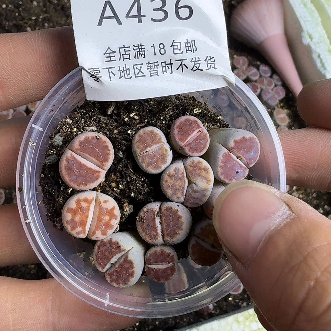 A436 哈哈哈哈哈哈哈