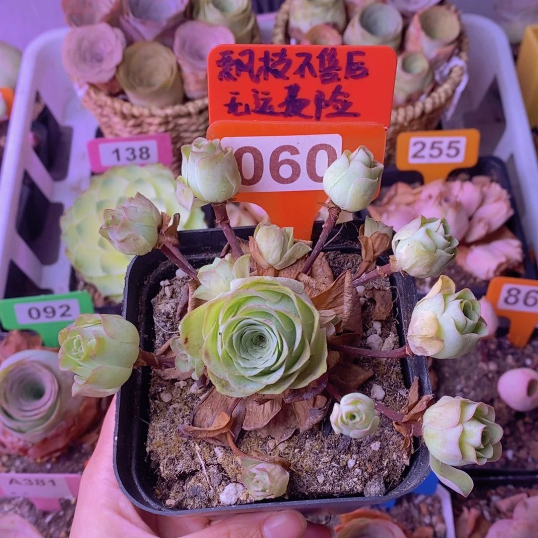 飘枝玫瑰一物一拍060