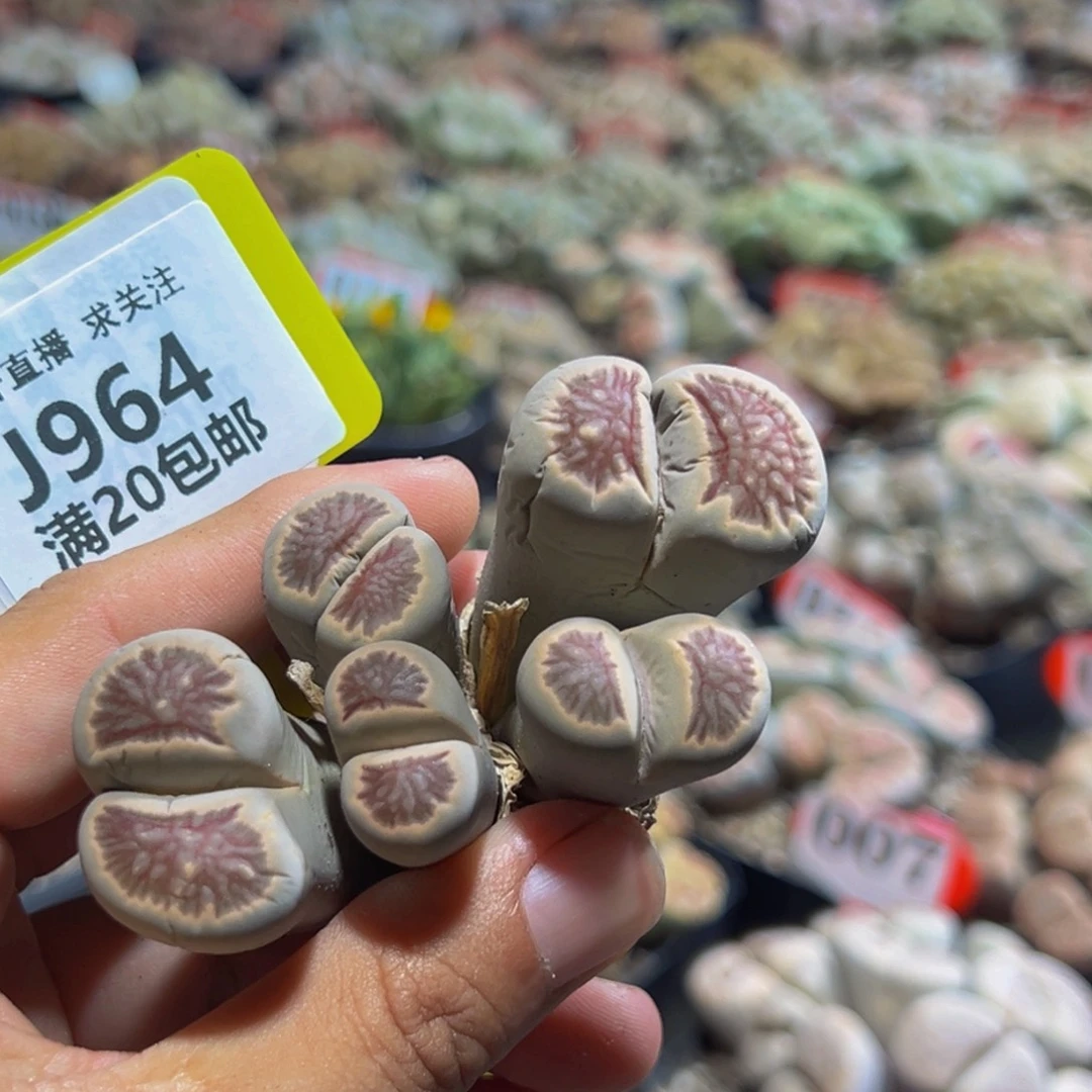 964 生石花大群生一物一拍