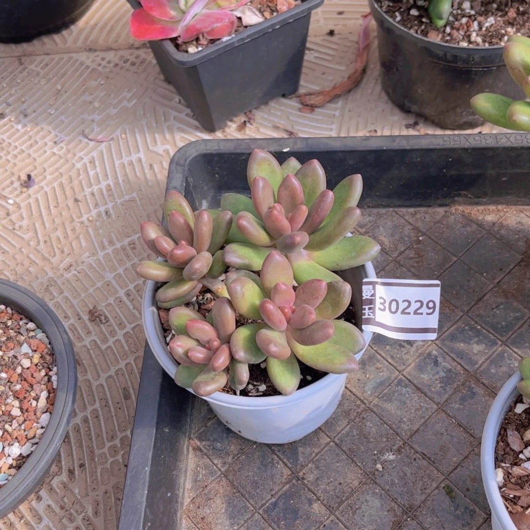 芒果奶多肉植物30229