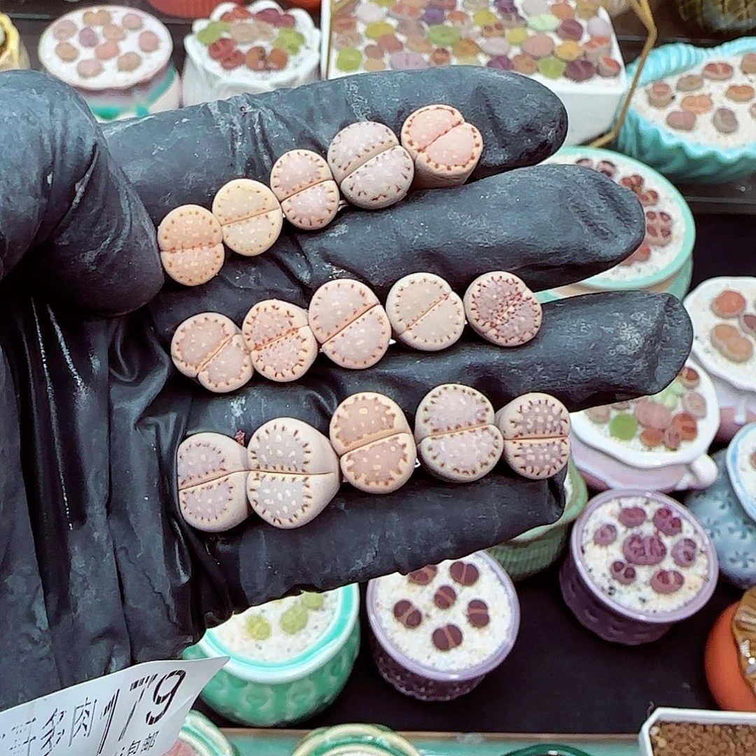 郎哥18包邮0605-179开播价