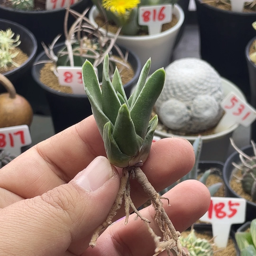 实生白折瑞鹤 包邮