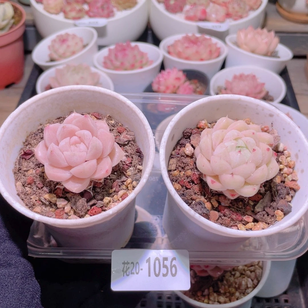 花利美20-1056麦秆2个