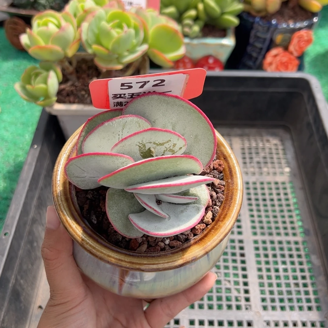 表妹精品多肉植物572.