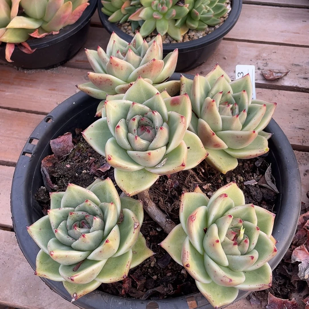 若如东云单拍B413（物流到付）