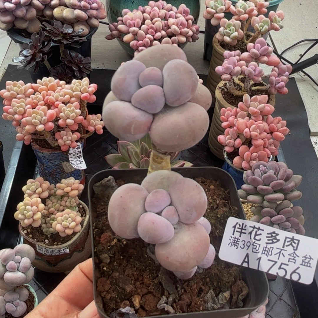 1756芭比奶酪5cm多肉