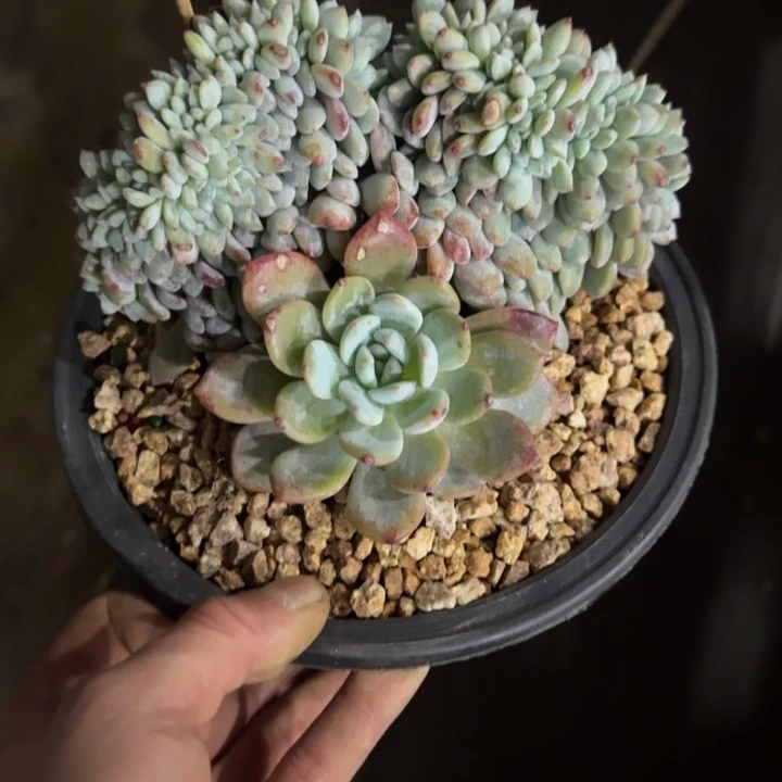 星影树缀无砍多肉