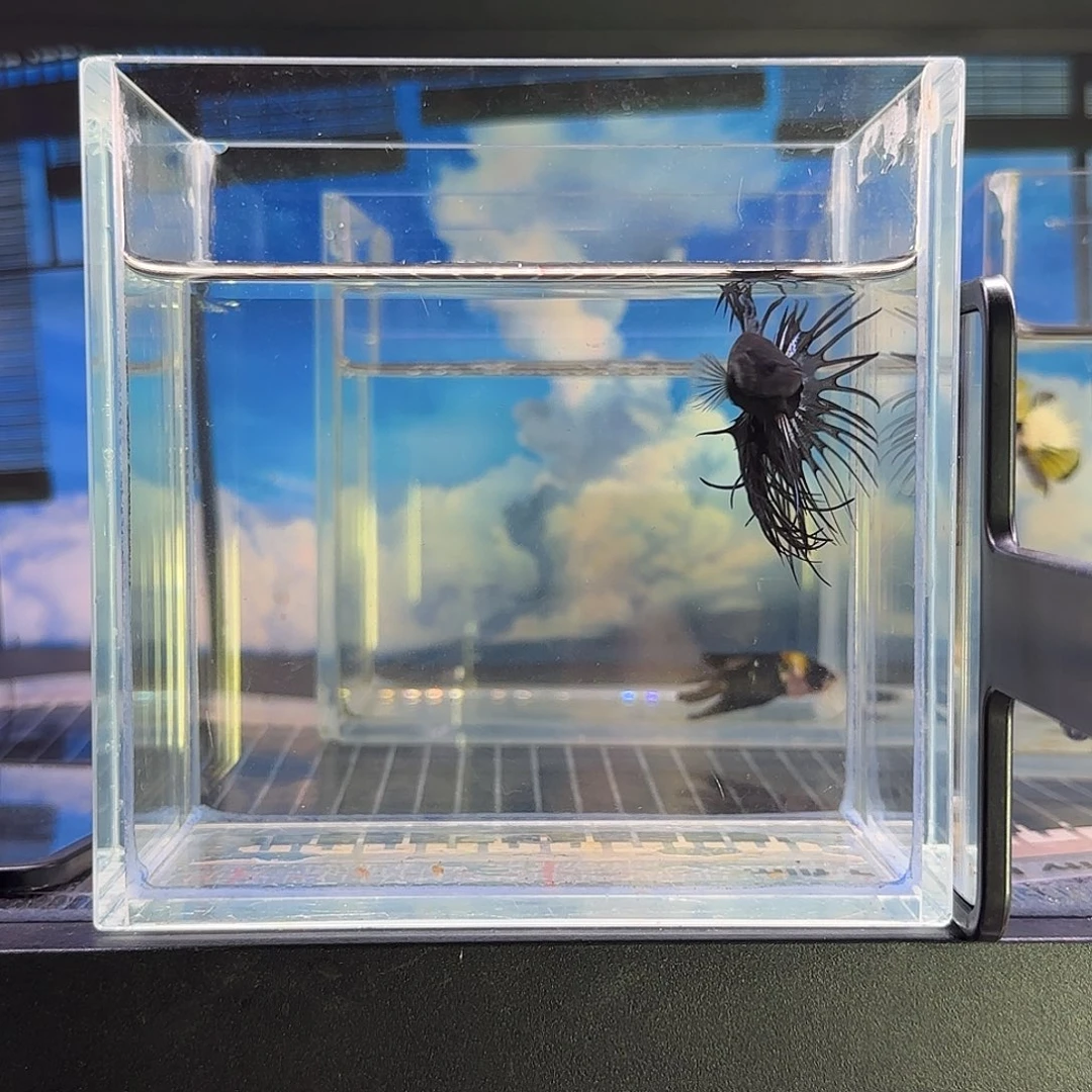 斗鱼精品高端斗鱼vip狮王大蜘蛛
