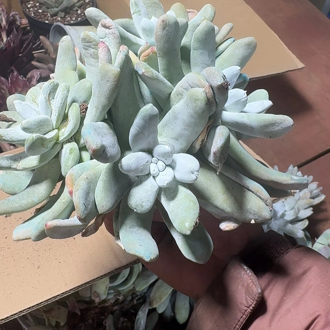 胡****308拇指一个一物一拍