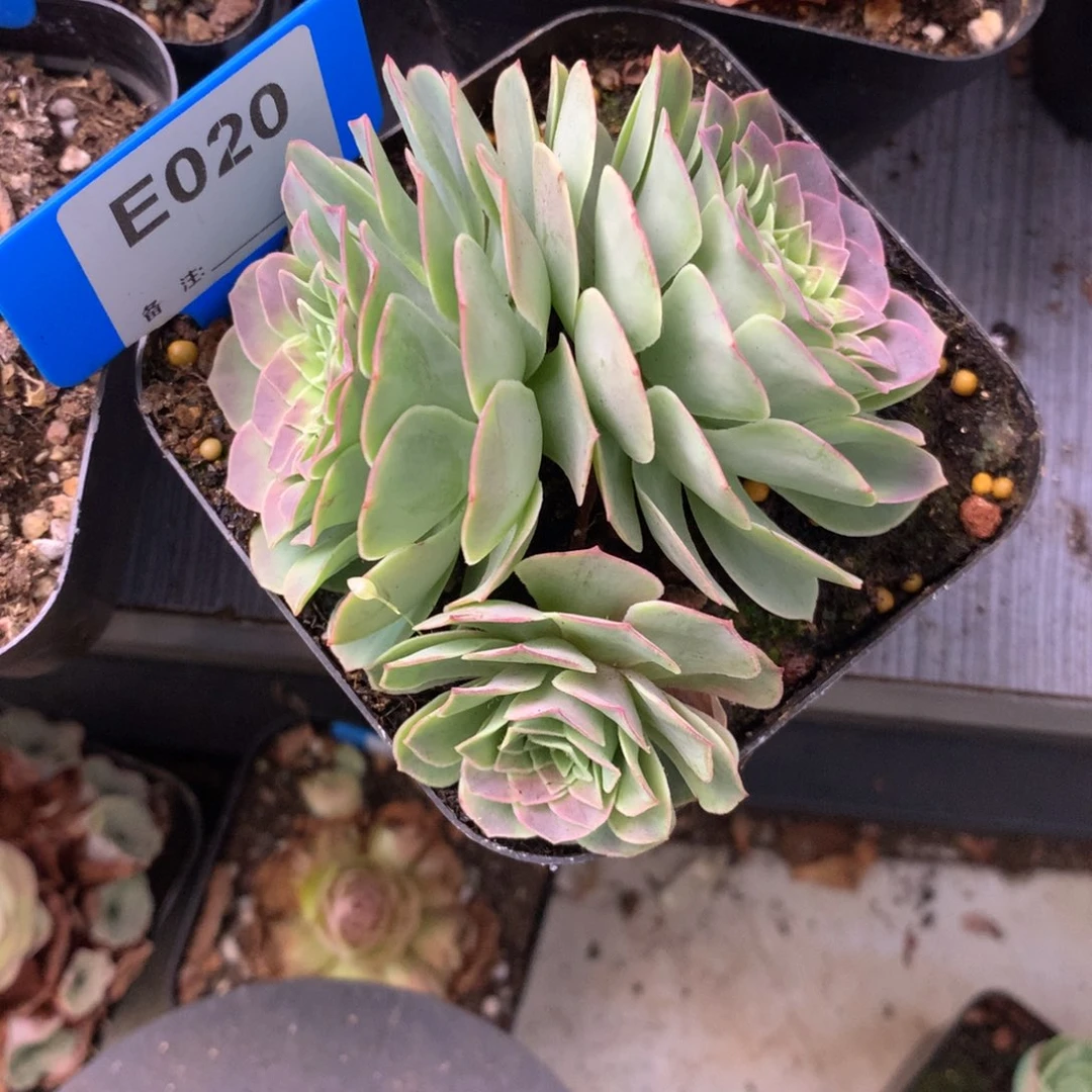 乖***常一物一拍追光者➕保温箱