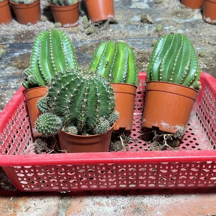 用***2无花朵彩草哈哈哈哈哈哈