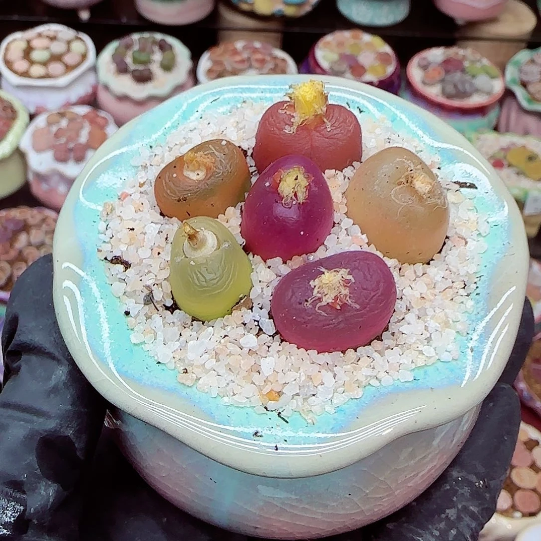 ****特生石花满18包邮1218-87