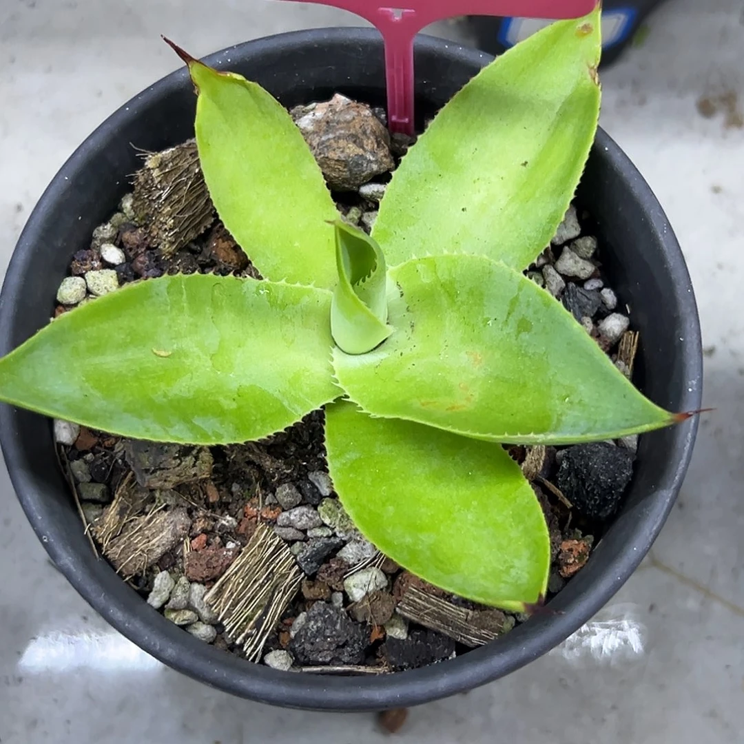 绿荷一物一拍偏远不包邮不退不换