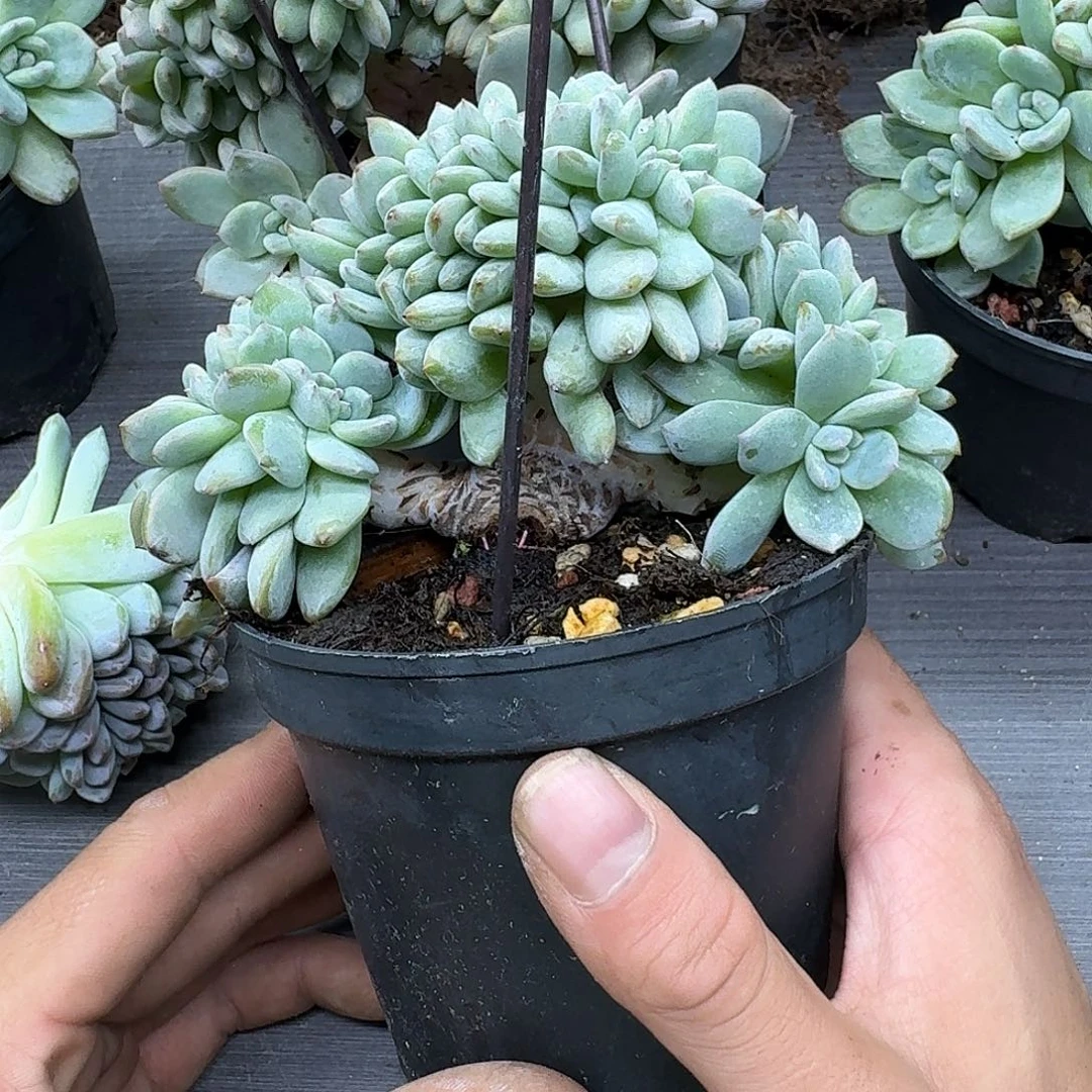 星影树缀无砍多肉