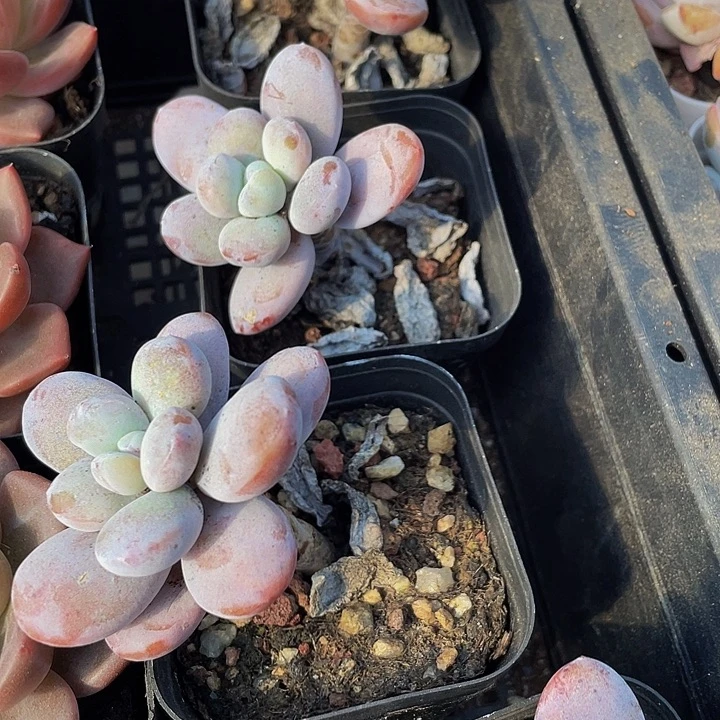 雪美人带盆土发货