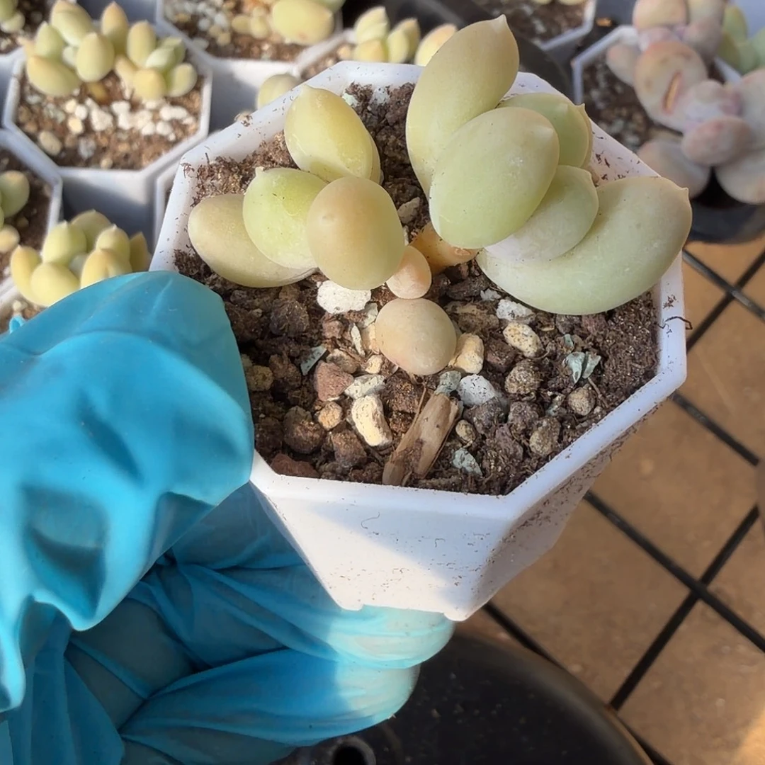 加菲猫奶酪一物一拍