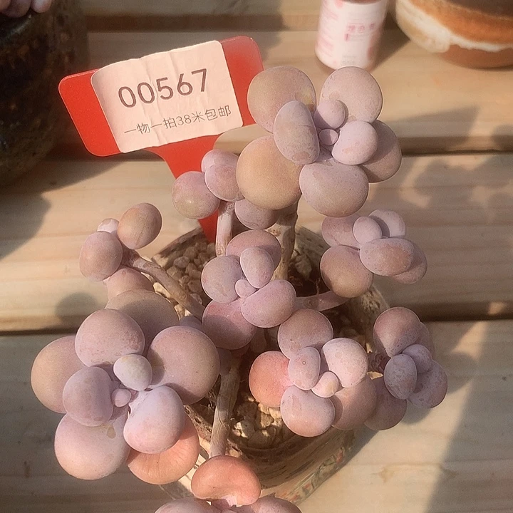 00567，哭过了咯兔兔