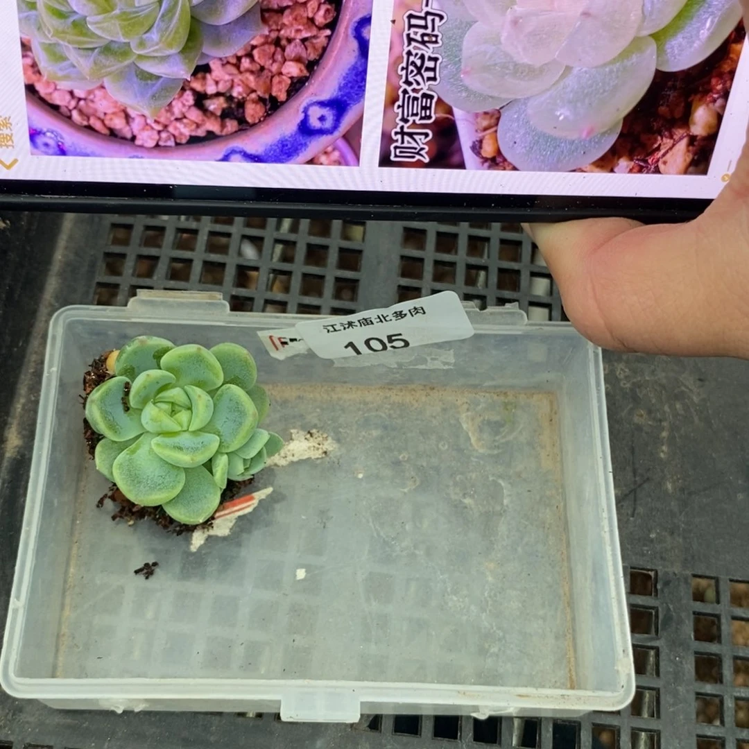 稚**鸢标签105财富j一个多肉