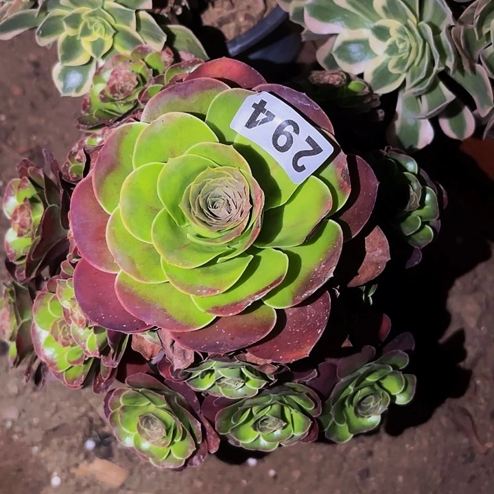 294魅金多肉植物不售后