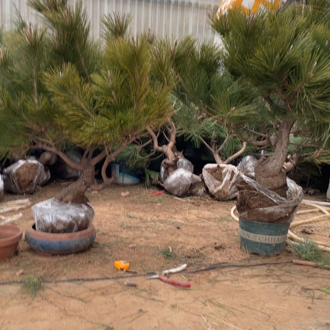 黑松是最棒之花啊我要鸥飞啊