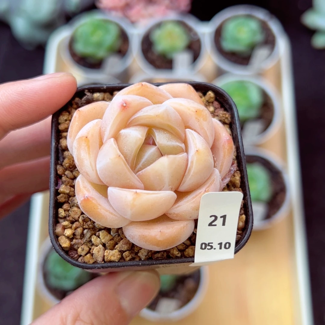 刚毅21、哈哈哈哈