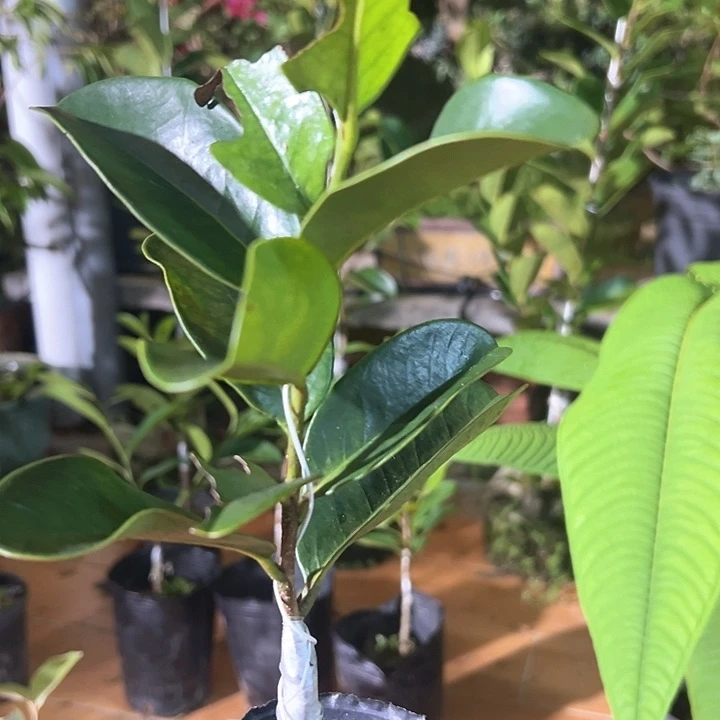 快***乐海滩释迦水培靠接苗