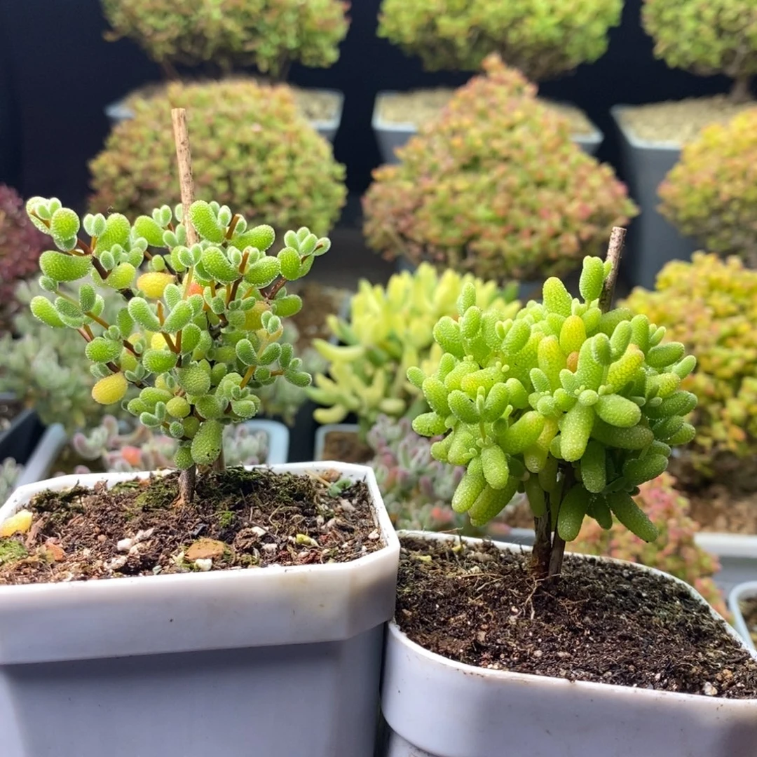 呆***熊053翡翠+橘子糖 。