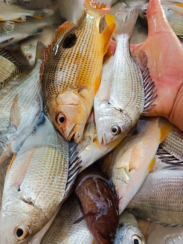 本港野生杂鱼 现称链接 顺丰快递发货