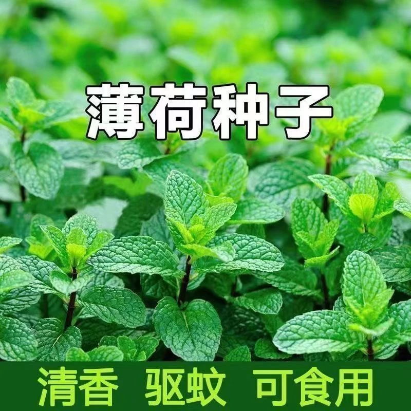يالپۇز ئۇرۇقى食用薄荷种子驱蚊四季阳台薄荷盆栽可食