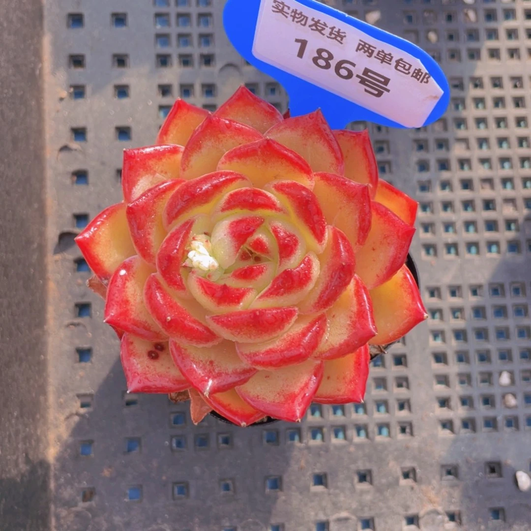 186号黄体夜魔侠单头一个