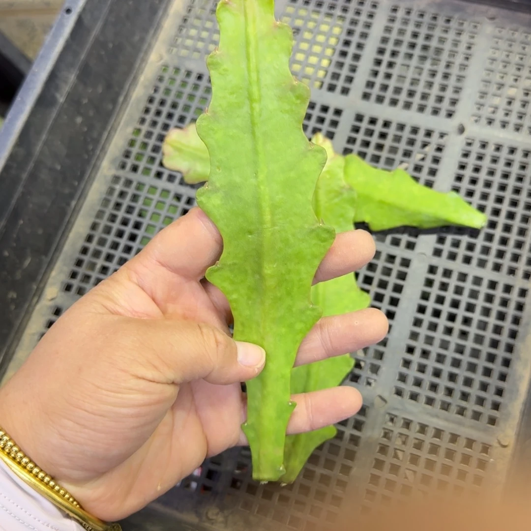 257令箭Ss无根枝条10公分左右