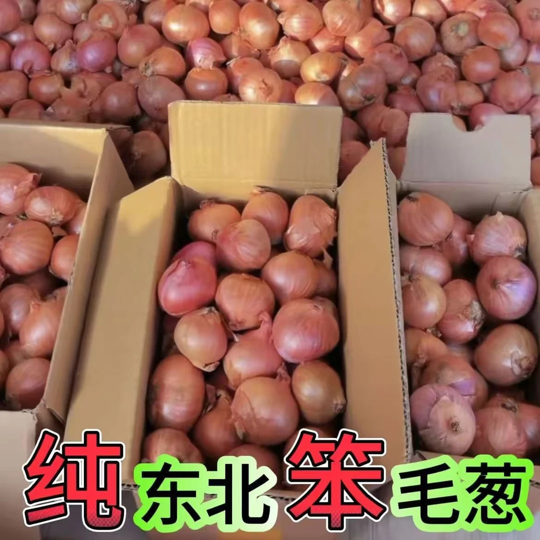 东北毛葱头农家特产新鲜种籽栽子5斤鬼干小洋葱头迷你圆红葱头
