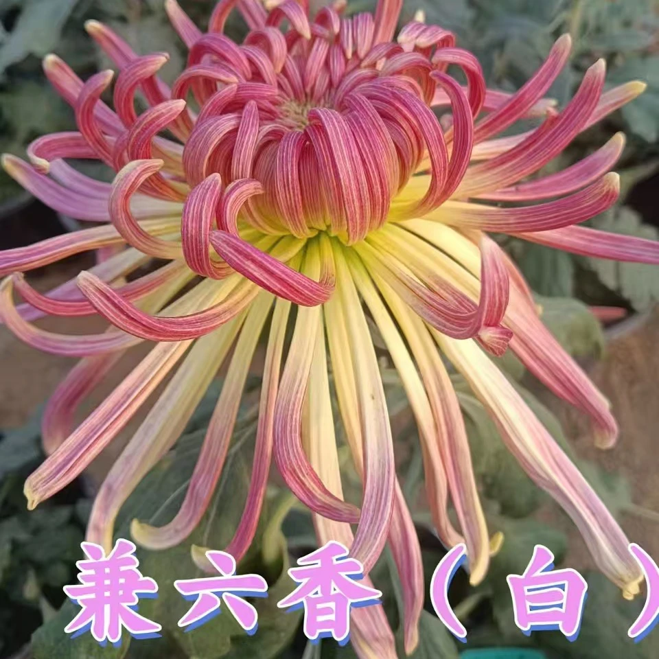 兼六香（白）九月菊盆栽大花室内外阳台可种植