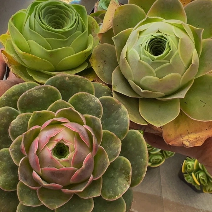 精品帕系山地玫瑰