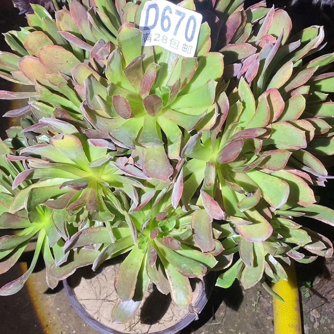 670娜迦女王多肉植物