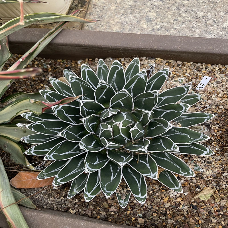 笹之雪龙舌兰 Agave victoriae-reginae T.Moore 潮流块根植物