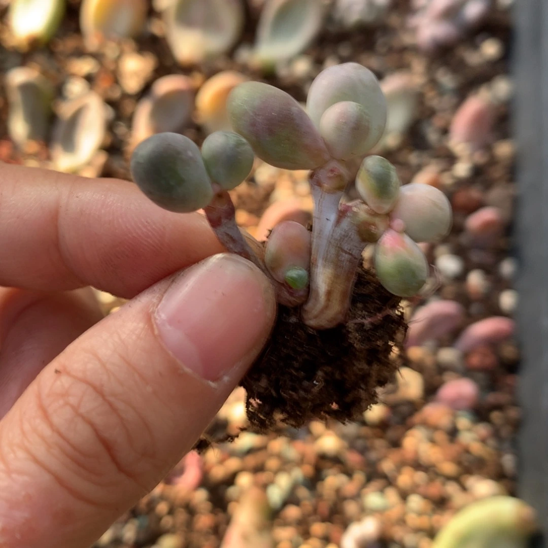 糖果奶酪还好哈哈哈