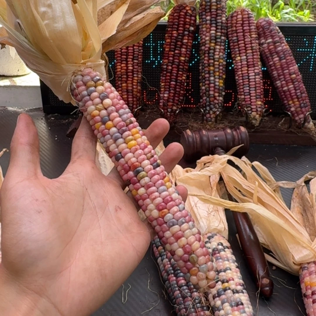 妞***柏香籽/百香籽吊坠