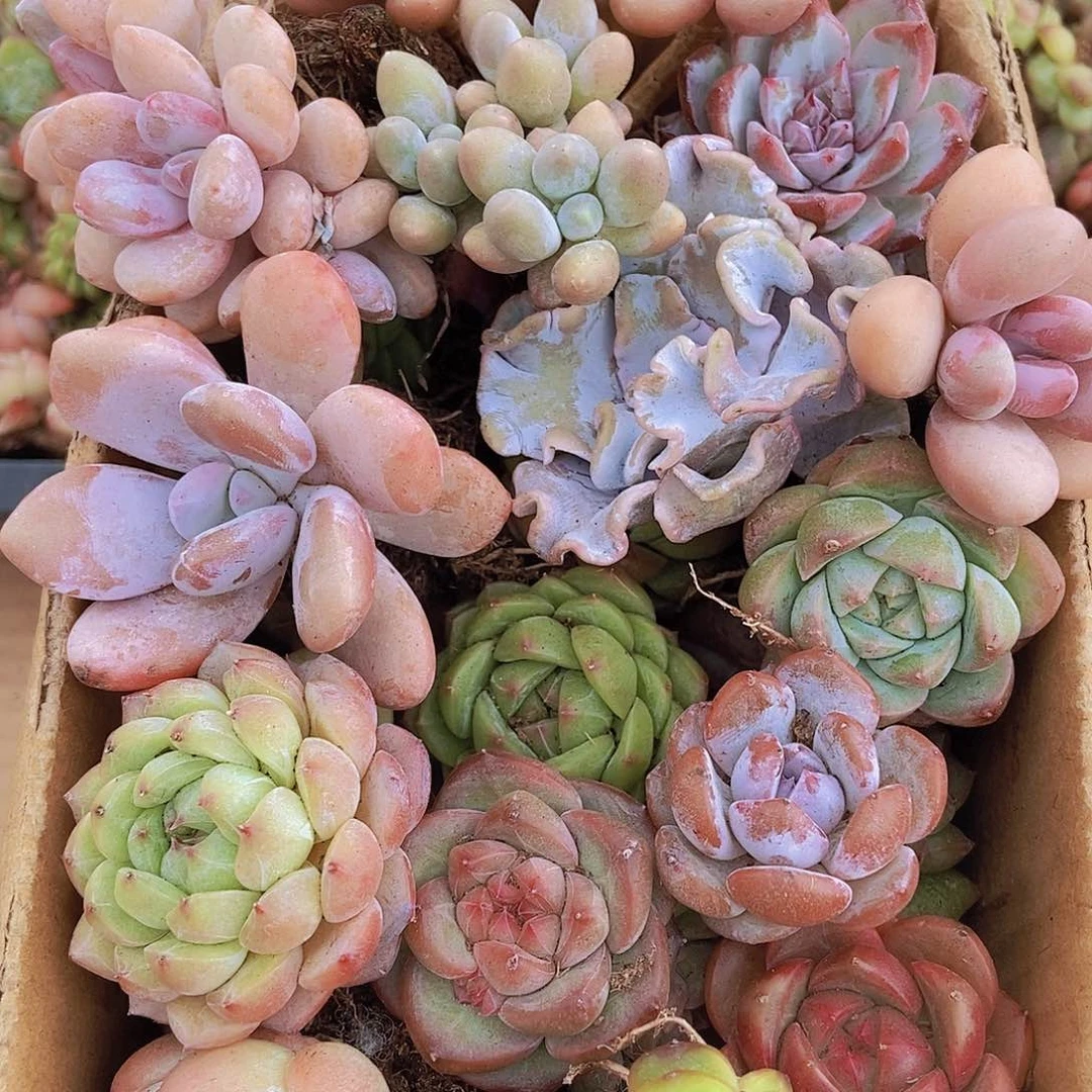 000000000001量拍保底20颗