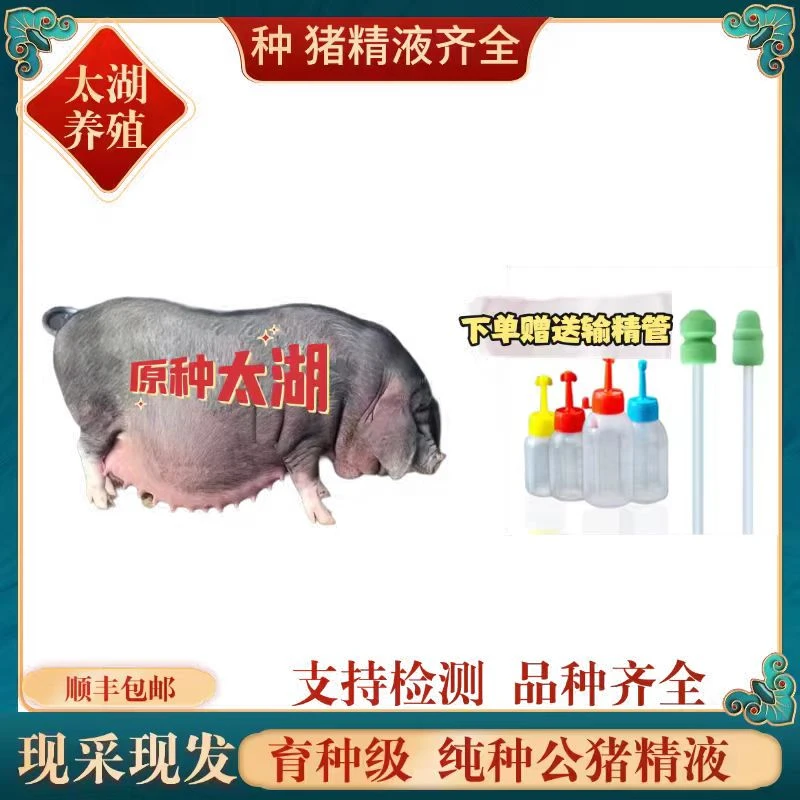 太 湖高产种公猪精液育种级别60ml一瓶包邮现采现发