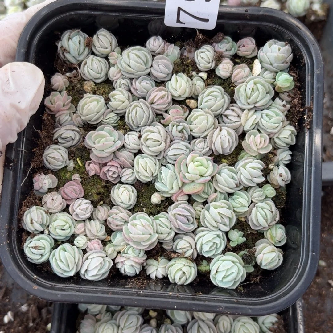 多肉植物多肉植物79