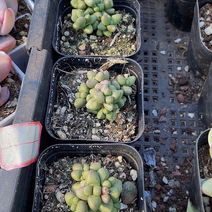 紫光2.8带哦土发货