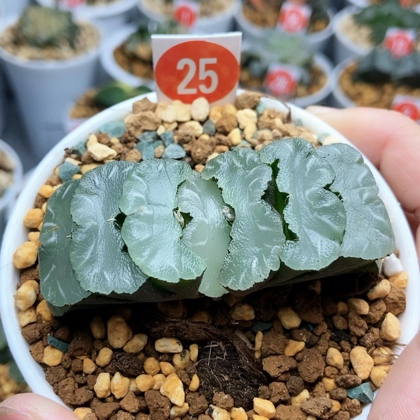 【闪购商品】25鬼岩稻妻