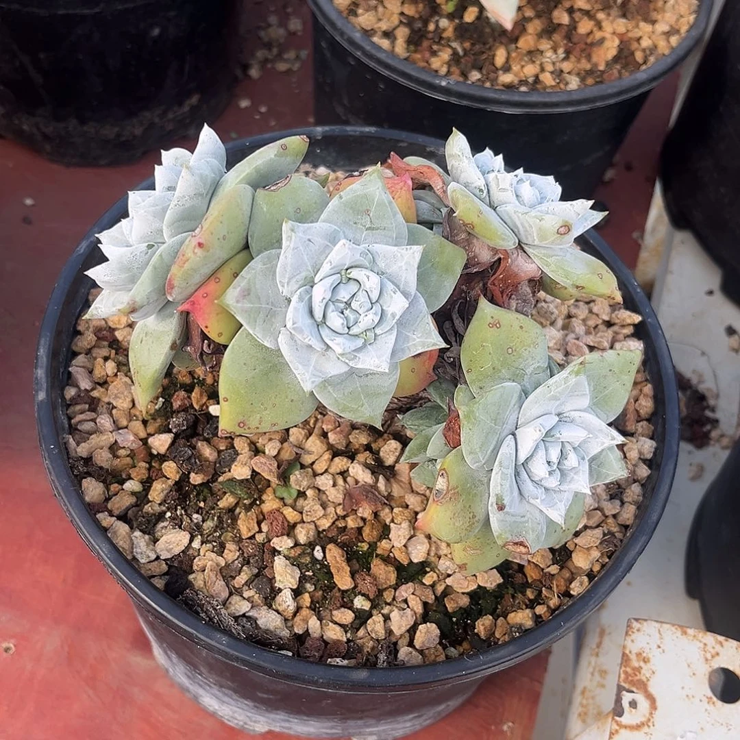 3986 小鹿多肉一物一拍