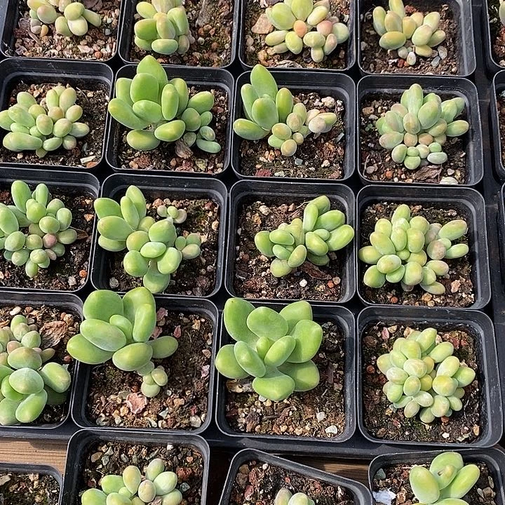 绿色芒果奶。福利多多