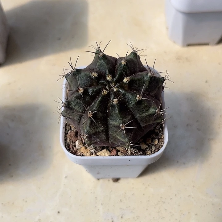 无花朵仙人球一物一拍
