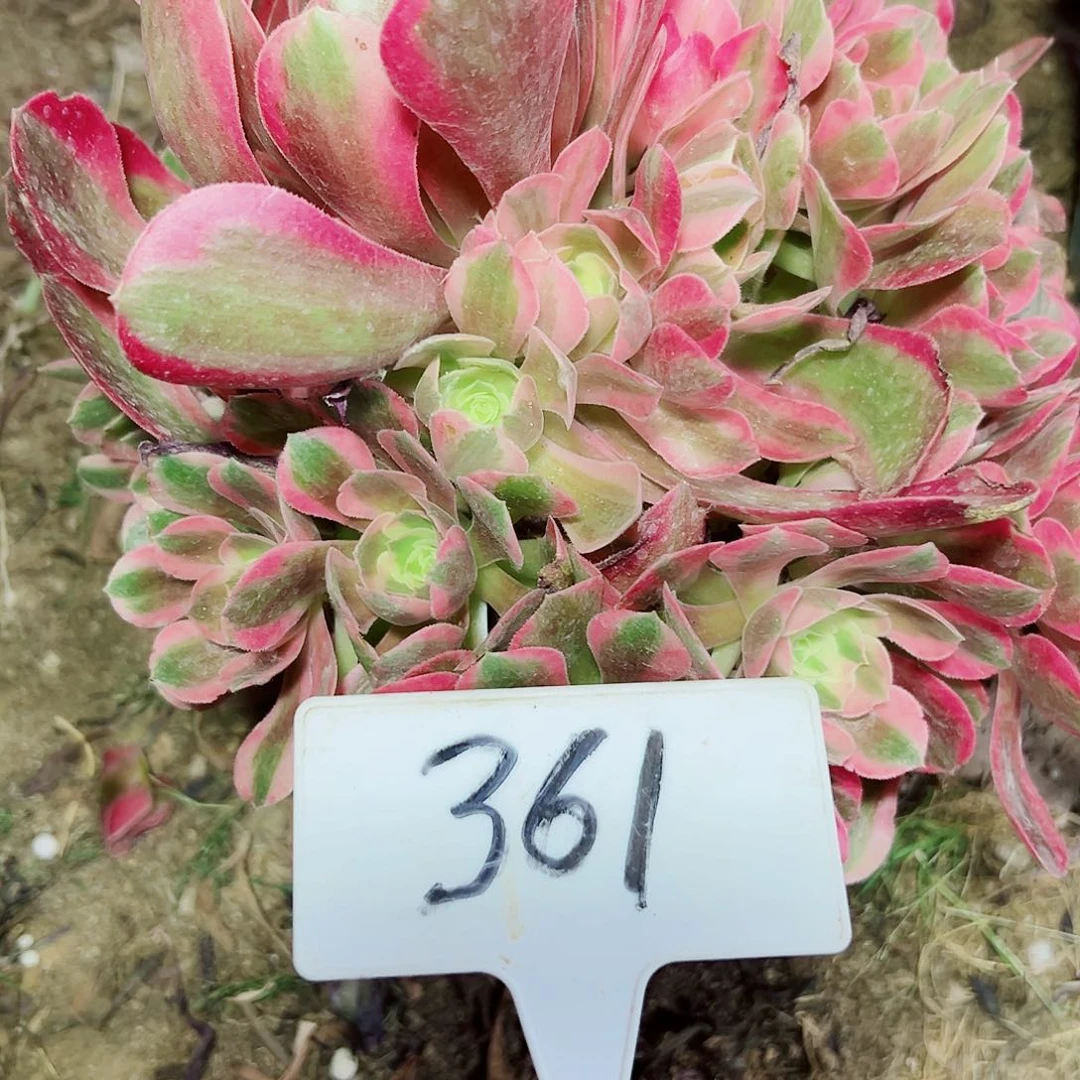 多肉植物粉女巫法师