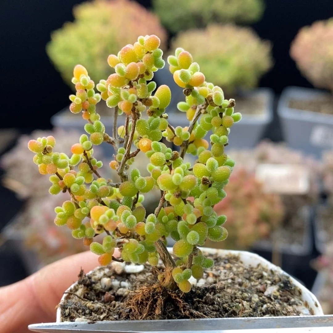 716蜜橘糖球，5厘米盆