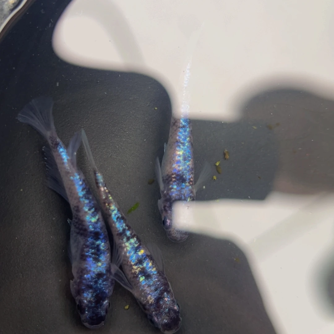 海水鱼98月华海王星和墨星光