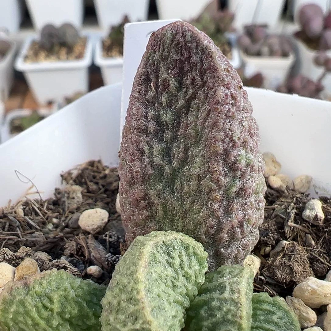 实生新品多肉水泡植物